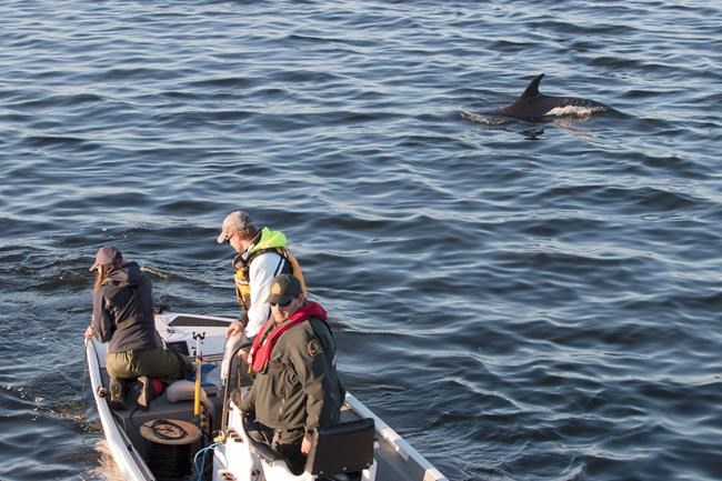 Stranded dolphins refuse efforts to free them: 'They definitely were annoyed' | iNFOnews.ca