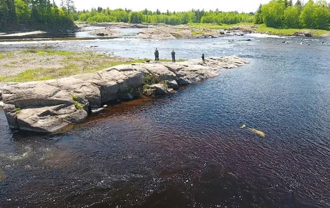 Wayward whale to be moved from New Brunswick river to St. Lawrence Estuary | iNFOnews.ca