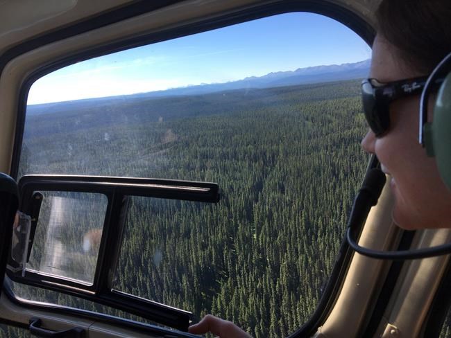 Rethink caribou protection plan, says forest industry | iNFOnews.ca Rethink caribou protection plan, says forest industry | iNFOnews.ca