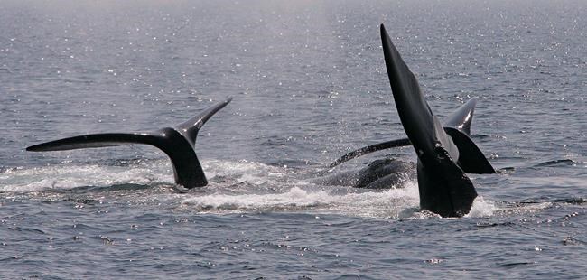 Shipping firm blames fee hike on federal measures to protect right whales | iNFOnews.ca Shipping firm blames fee hike on federal measures to protect right whales | iNFOnews.ca