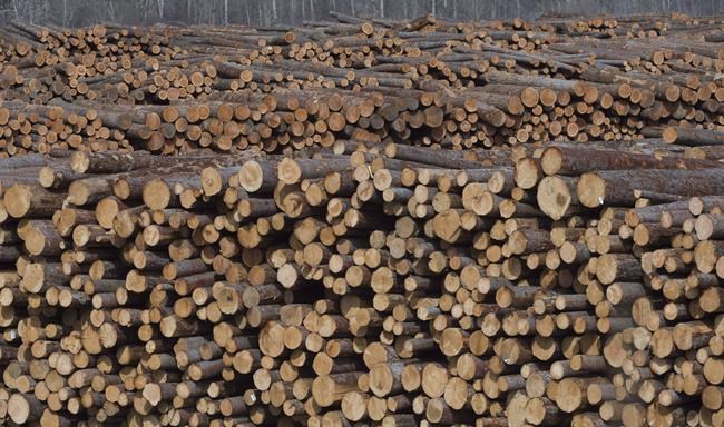 Lumber company shares rise on news the U.S. intends to cut softwood duties | iNFOnews.ca Lumber company shares rise on news the U.S. intends to cut softwood duties | iNFOnews.ca
