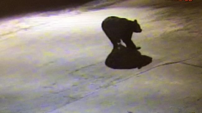 Gas station owner watches big bear stroll through lot after getting into garbage | iNFOnews.ca