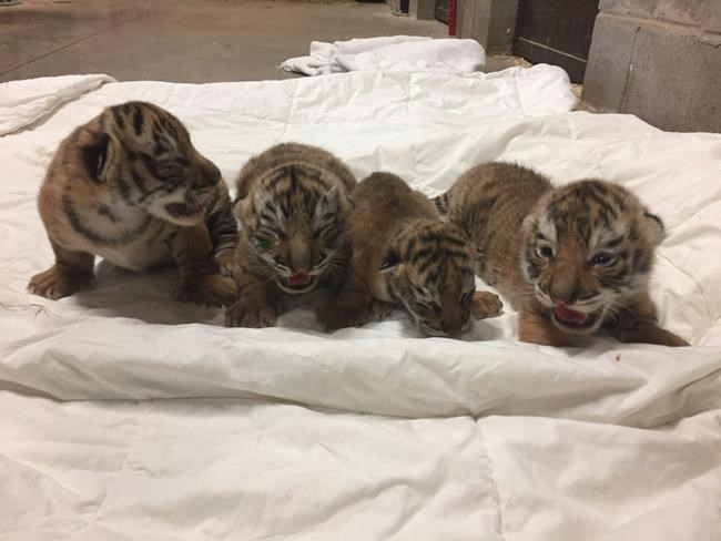 Rare tiger cub dies at N.B. zoo after being born with health issues | iNFOnews.ca
