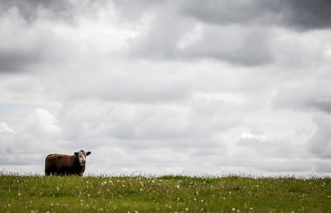 'Friends of Science' thanks Elections Canada for warning on climate-change talk | iNFOnews.ca