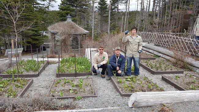 Hungry Newfoundland moose destroys Maple Leaf tulip display: 'A giant salad bar' | iNFOnews.ca