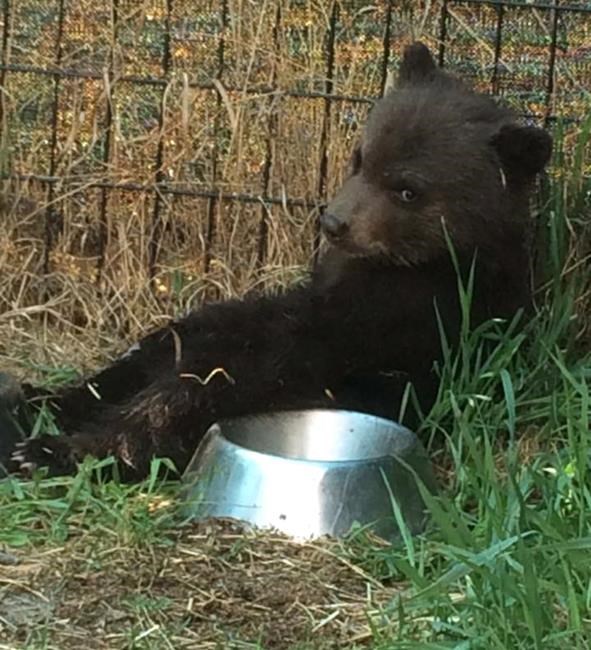 Wildlife group challenges B.C.'s interpretation of law on destroying bears | iNFOnews.ca