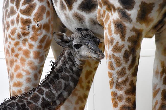 It's a long-necked boy! Calgary Zoo giraffe Emara finally a mother | iNFOnews.ca It's a long-necked boy! Calgary Zoo giraffe Emara finally a mother | iNFOnews.ca