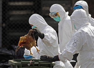 Canada finds case of H7N9 bird flu in traveller; first in North America | iNFOnews.ca CP31636494