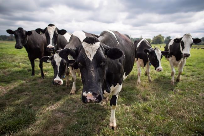 New NAFTA deal unlikely to push dairy aisle prices lower, experts say | iNFOnews.ca New NAFTA deal unlikely to push dairy aisle prices lower, experts say | iNFOnews.ca