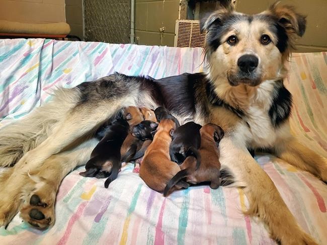 Mother dog, 9 puppies doing well after being found in sealed box at B.C. dump | iNFOnews.ca