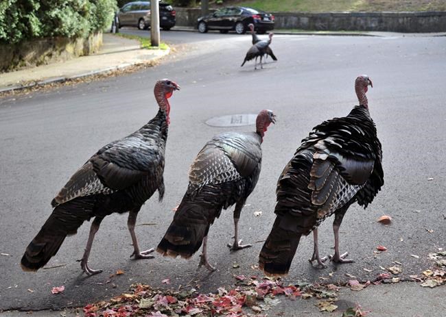Once driven near extinction, wild turkeys making themselves at home in Quebec | iNFOnews.ca CP635314755