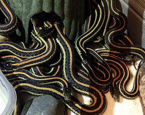 Sssstill there: more than 200 slithering snakes pulled out of home near Regina | iNFOnews.ca CP30597985