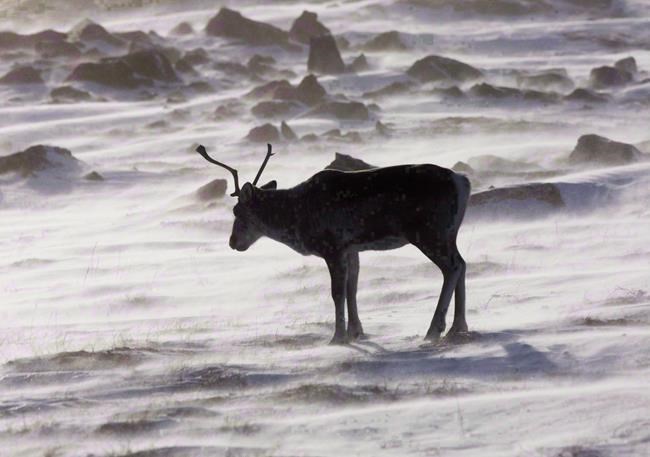 Federal government should manage Alberta's threatened caribou: letter | iNFOnews.ca
