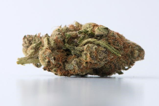 StatCan survey reveals Canadians pay less than $7 a gram for marijuana | iNFOnews.ca