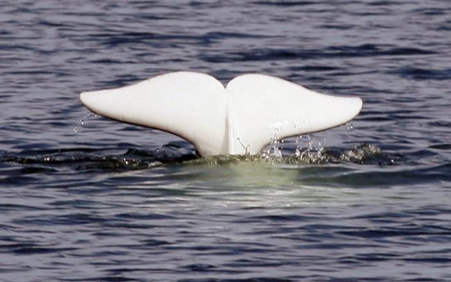 Study shows parasite spread by cats threatens Quebec's endangered belugas | iNFOnews.ca Study shows parasite spread by cats threatens Quebec's endangered belugas | iNFOnews.ca