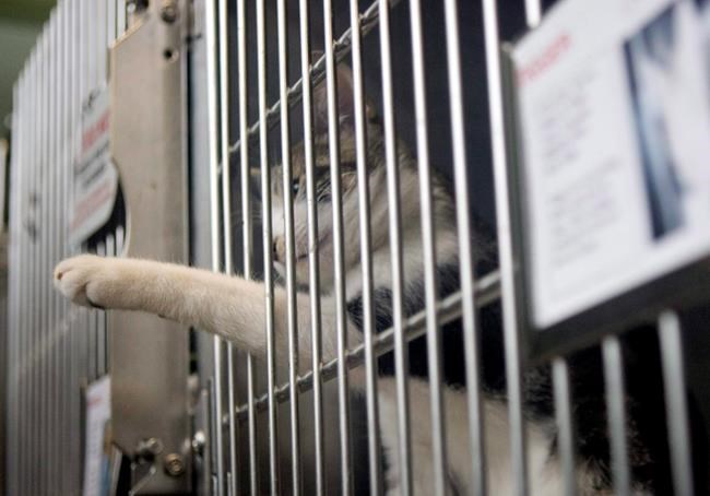 Canada's humane societies complain of being short-changed by governments | iNFOnews.ca