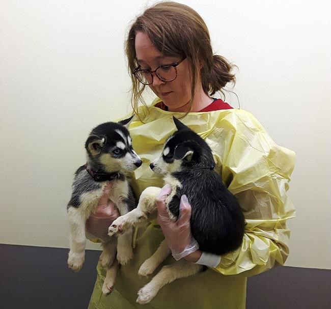 Owner of 19 huskies gives them up over allegations of neglect | iNFOnews.ca CP1956476121