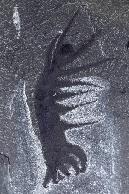 'Ovation worm': Bizarre new Burgess Shale species detailed in journal | iNFOnews.ca