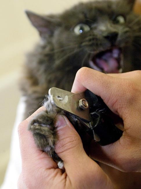 Canadian Veterinary Medical Association now opposes the declawing of cats | iNFOnews.ca Canadian Veterinary Medical Association now opposes the declawing of cats | iNFOnews.ca