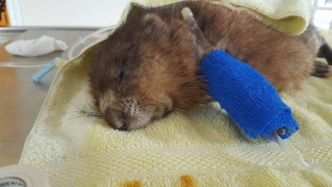 Injured muskrat named George dies, funds raised for rodent to go toward autopsy | iNFOnews.ca Injured muskrat named George dies, funds raised for rodent to go toward autopsy | iNFOnews.ca