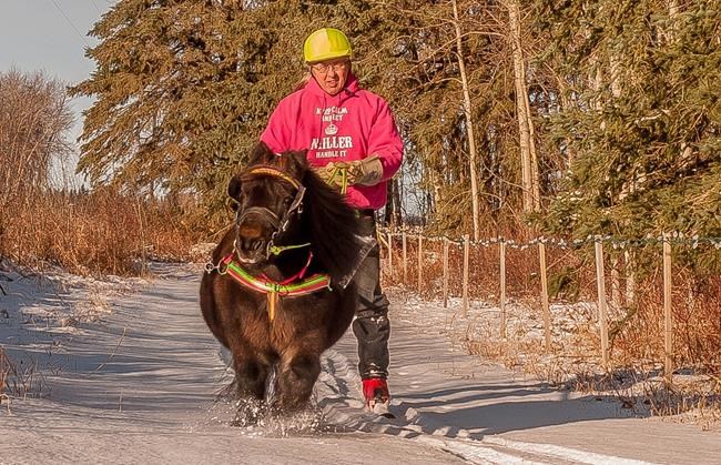 Supertonk pulls his weight: Alberta couple spotlights skijoring behind horse | iNFOnews.ca