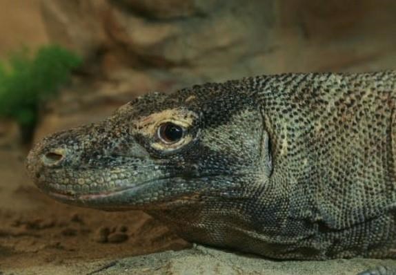 Calgary Zoo says its Komodo dragon, Loka, dead at 30 years old; came from Toronto | iNFOnews.ca Calgary Zoo says its Komodo dragon, Loka, dead at 30 years old; came from Toronto | iNFOnews.ca