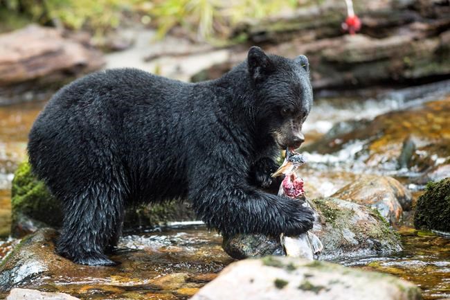 Study shows black bears need a variety of salmon species to be healthy | iNFOnews.ca