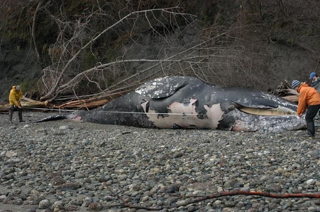 'Unusual mortality event' declared as grey whales wash up on west coast | iNFOnews.ca