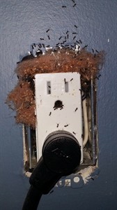 Ants march in to many households and the pests are tough to eliminate | iNFOnews.ca