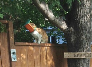 Group says saboteur is preventing rescue of cat with head stuck in bird feeder | iNFOnews.ca CP29361073