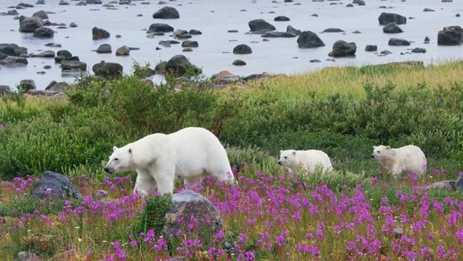 Canadian polar bears' 'ingenious' survival strategy seen in BBC Earth series | iNFOnews.ca CP1163992761