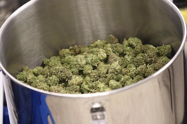 Canadian company working on topical cream containing medical marijuana | iNFOnews.ca Canadian company working on topical cream containing medical marijuana | iNFOnews.ca