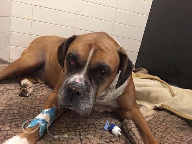 Injured dog found buried alive in suburban Montreal has died: SPCA | iNFOnews.ca Injured dog found buried alive in suburban Montreal has died: SPCA | iNFOnews.ca