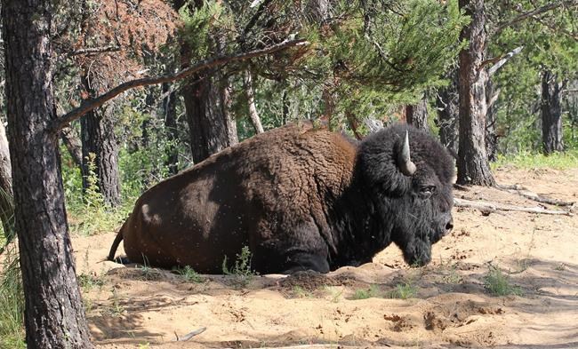 New Alberta parks create world's largest boreal forest preserve: government | iNFOnews.ca