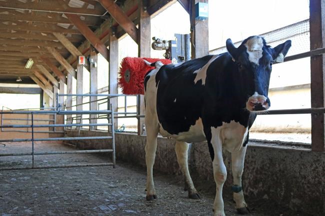 Getting a good scratch is just as worthy as good food for cows, says study | iNFOnews.ca