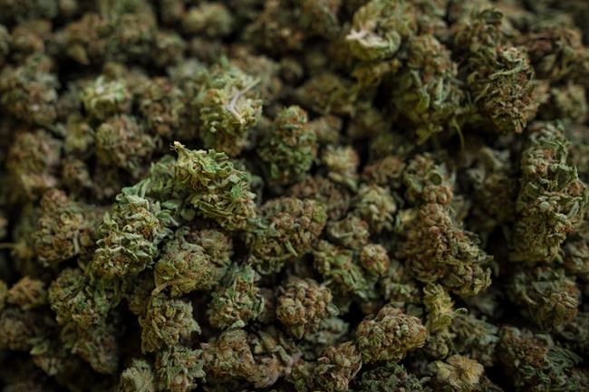 Medical cannabis users in Manitoba face looser limits on where to light up | iNFOnews.ca