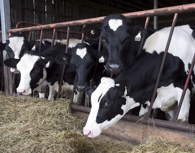 U.S. dairy groups urge Trump to set his sights on Canadian dairy policies | iNFOnews.ca
