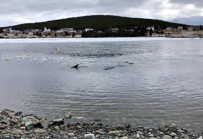 Small Newfoundland community fixated on plight of trapped dolphins | iNFOnews.ca