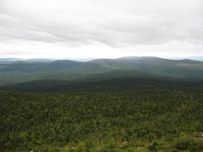 Global warming to drastically reduce regrowth of key softwood species in Maritimes | iNFOnews.ca