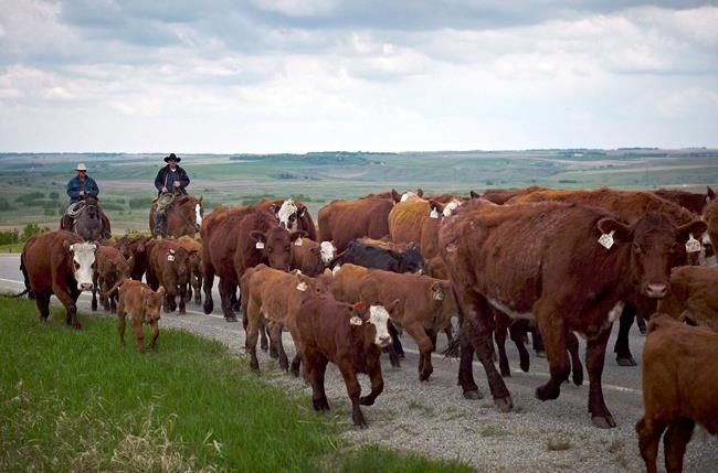 Canada earns top marks for veterinary standards, still room for improvement | iNFOnews.ca