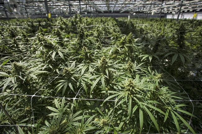 CannTrust to destroy $77 million of plants and inventory, prompting share jump | iNFOnews.ca CannTrust to destroy $77 million of plants and inventory, prompting share jump | iNFOnews.ca