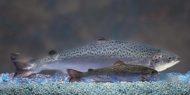 Canadian regulator approves sale of fast-growing, genetically modified salmon | iNFOnews.ca Canadian regulator approves sale of fast-growing, genetically modified salmon | iNFOnews.ca
