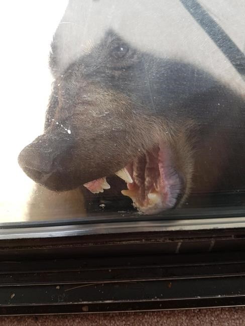 Brazen bear punched after breaking into home on B.C.'s Sunshine Coast | iNFOnews.ca