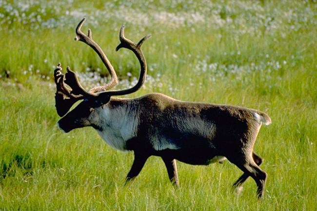 Quebec government to let threatened woodland caribou herd die off | iNFOnews.ca Quebec government to let threatened woodland caribou herd die off | iNFOnews.ca