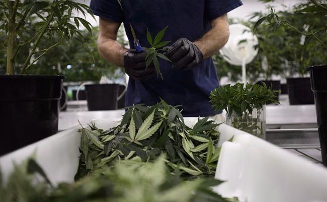Canopy Growth, Constellation $5-billion deal to be reviewed by federal government | iNFOnews.ca Canopy Growth, Constellation $5-billion deal to be reviewed by federal government | iNFOnews.ca