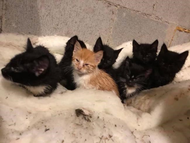 Rescue group says man who reported abandoned cats has recanted his story | iNFOnews.ca CP2020621330