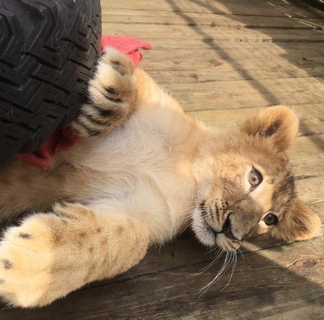 Lion cub briefly escapes enclosure in rural western Ontario: police | iNFOnews.ca