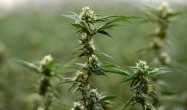 Health Canada 'concerned' by cannabis companies sponsoring music events | iNFOnews.ca