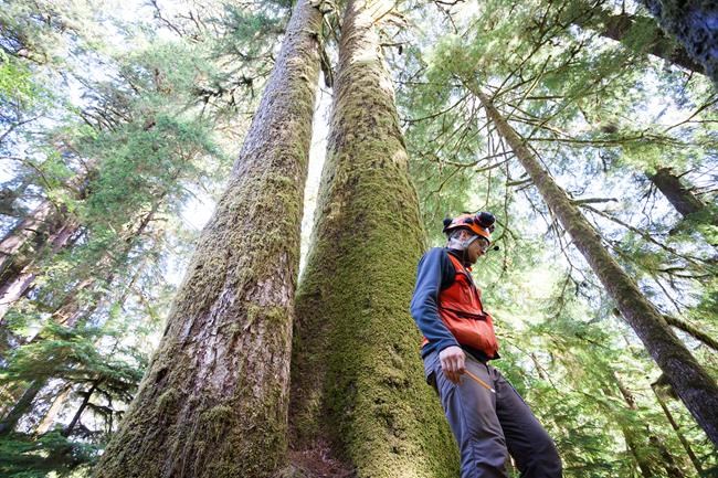 Big, old B.C. trees produce mutations over time that could improve success: UBC | iNFOnews.ca