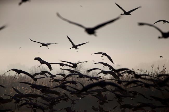 Study finds mammals, birds could have best shot at surviving climate change | iNFOnews.ca